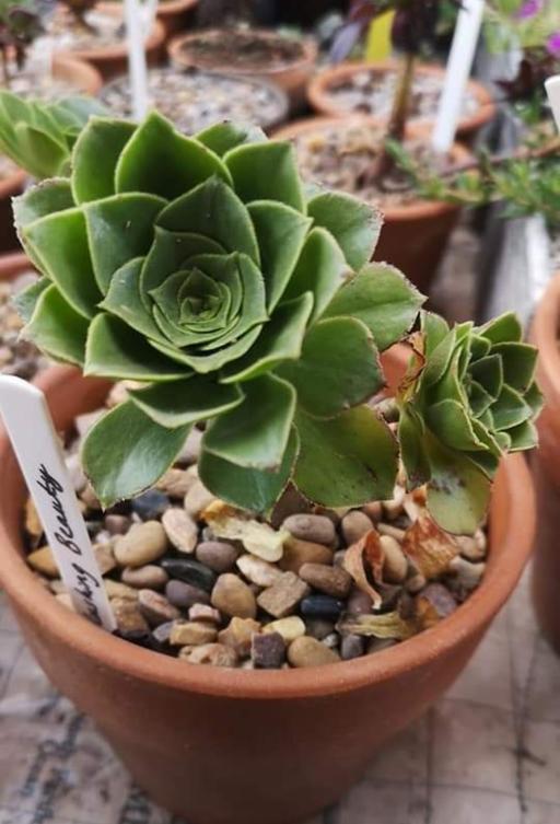 Buy & Sell Darlaston Walsall - Photos for Aeonium Blushing Beauty