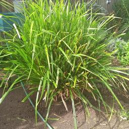 lovley garden grass free to collect will need 2 people to lift already dug out ready for a new home