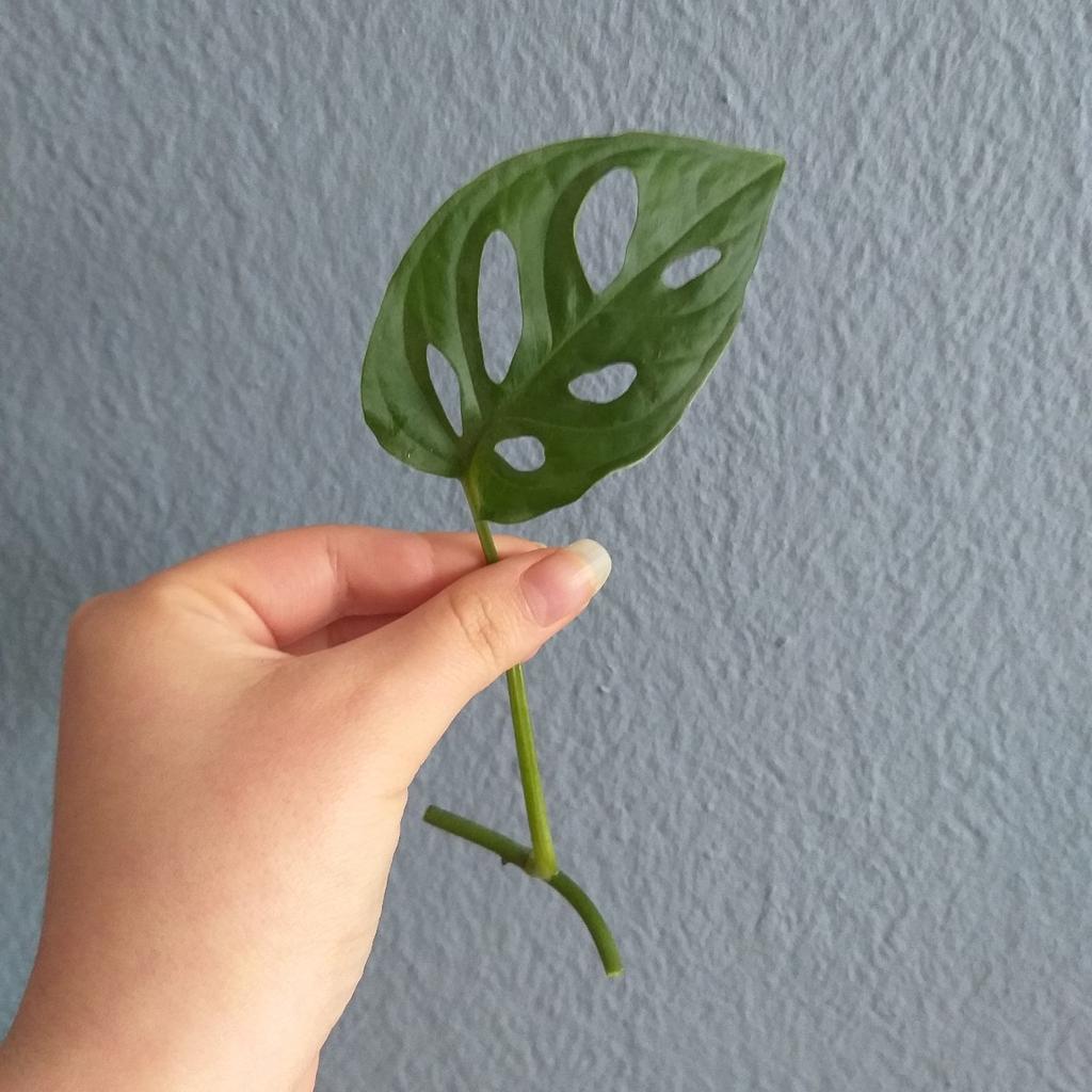 Monstera Adansonii Ableger in 6850 Stadt Dornbirn fr  0,50 zum Verkauf |  Shpock AT