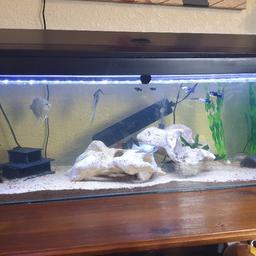 in perfect condition, sealed perfectly, I've had it not even 6 months only selling due to bigger tank on the way.

tank and lid ONLY,  NO FISH 

can deliver LOCAL TO ME FOR FULL PRICE