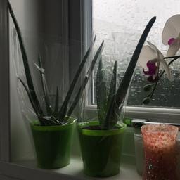 Healthy and beneficial Aloe Vera plants to sell.
Collection from Selly Oak or I can deliver if it’s not far.
£4 each or three for £10.