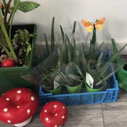 Aloe Vera plants for sale.
Very fresh and beneficial plants.
Collection from Selly oak or delivery available if it’s not far.
£4 each or three for £10.
Collecting money to help someone in need.