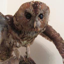 Taxidermy Tawny Owl Mounted On Driftwood + Stone Plinth

Stone Base Plinth: H 85cm, W at bottom 29.5cm, W at top 25cm

Driftwood with multi coloured, multi function lights: H 85cm

Beautiful Tawny Owl: 52cm wing span - H including driftwood 104cm

The driftwood has been fully woodworm treated.

This is an incredibly unique item

Cash on collection only PR2 Preston
