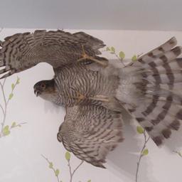Female Taxidermy Sparrow Hawk - Rare Find
Mounted on a small piece of wood, looks amazing!

Cash on collection PR2 Preston