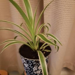 Cash on collection from N1 1TW. 
Young spider plant in pot. £5. 🪴🌱🌿
Any questions please ask. 
Other items also for sale.
