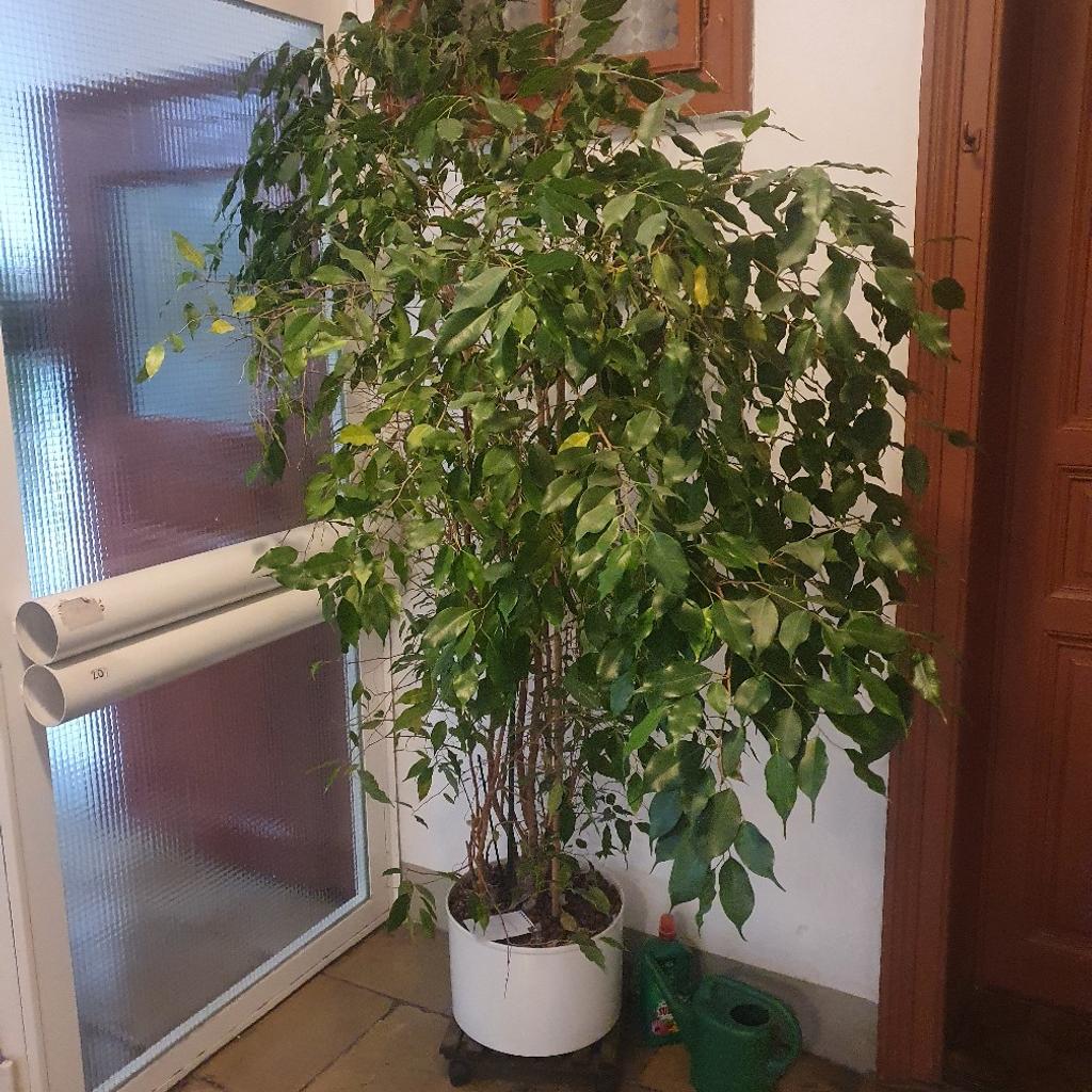 Ficus Benjamin in Hydrokultur in 1020 KG Leopoldstadt für gratis zum