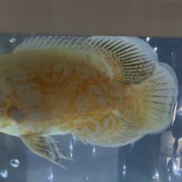 Albino Oscar big size can not be housed with small fish