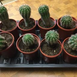 Plant Cactus £2 each come and see them and please pay me