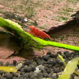High quality red cherry shrimp £1 each deals on 10 or more