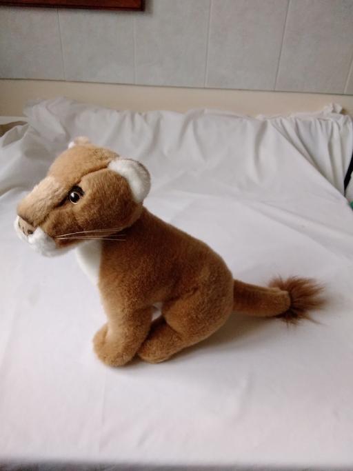 Buy & Sell Pembrokeshire - Wales Pantygrwndy - Pembrokeshire - Photos for cuddly lion cub