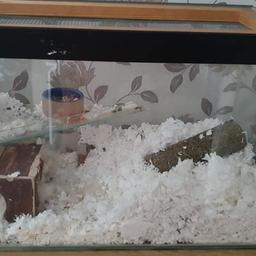 glass tank with level 
lid on top