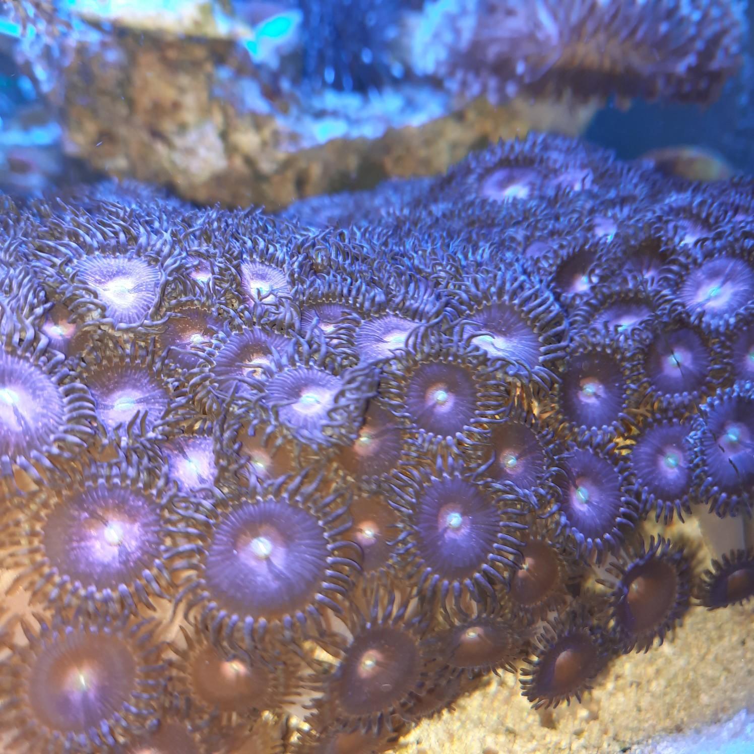 Meerwasser Korallen Zoanthus Alien Explosion in 74847 Obrigheim für €