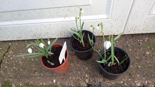 Buy & Sell Kings Heath Birmingham - Photos for Bulbs Snowdrop