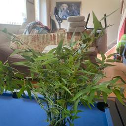 Artificial plant,from a nonsmoking house, buyer collects please