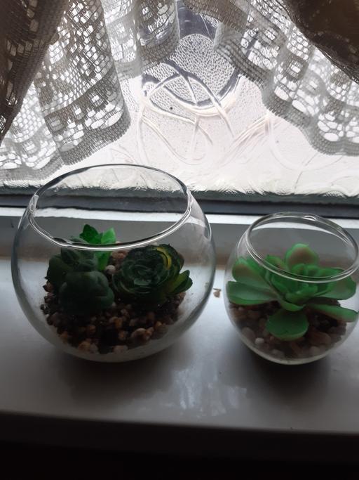 Buy & Sell Lancashire Blackpool - Photos for Succulents in glass bowls