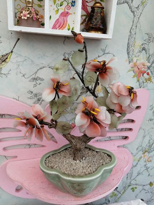 Buy & Sell Derbyshire Derby - Photos for Jade tree