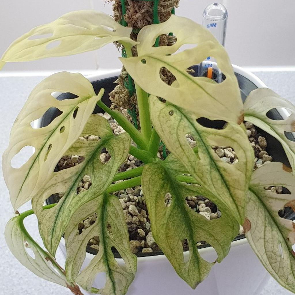 Rare Variegated Monstera Adansonii Ghost Mint in L11 Liverpool fr  90,00  zum Verkauf | Shpock AT