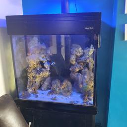 aquarium, stand, sump and all equipment up for sale... includes all rocks, a light (not the one on the stand) & uv steriliser.

let me know if interested, free to anyone who collects, this is a heavy item

plenty of additional items can be thrown in if wanted