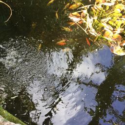 Clearance . Pond gold fish x 20 , filter and 2 pumps . One pump brand new . . Need gone for a bargain price . No time wasters .
Filter 2 ft x 4 ft . Everything needs to go . New fish net .
