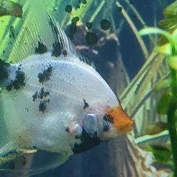 Free angel fish, has lost an eye from fighting and has been separated from main tank so he needs a good home.

Apart from one eye he is healthy and we've renamed him popeye.

 Collection from Dudley by burnt tree island Toby Carvery way.