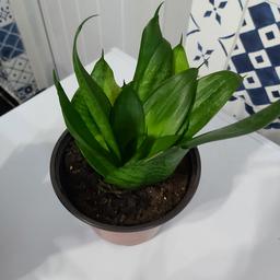 House snake plant.  New pot with fresh soil.  easy care