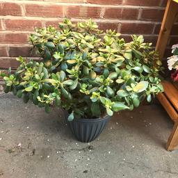 Large money plant,,got some new leaves growing collection only