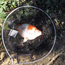 Free pond fish, x 18 large gold fish 10 inches long .  2 pond pump, filer 4 ft x 2 ft x 2 ft .
 NO TIME WASTERS .
You will need a van . You will need a van 🚐