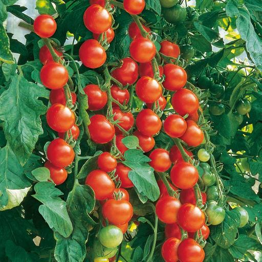Buy & Sell West Midlands Sandwell - Photos for 🍅🍅🍅 tomato plants 50p🍅🍅🍅