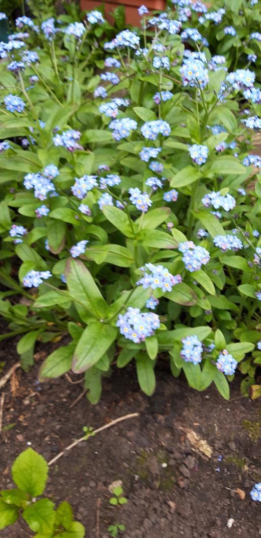 Buy & Sell Birchills Walsall - Photos for Forget-me-nots