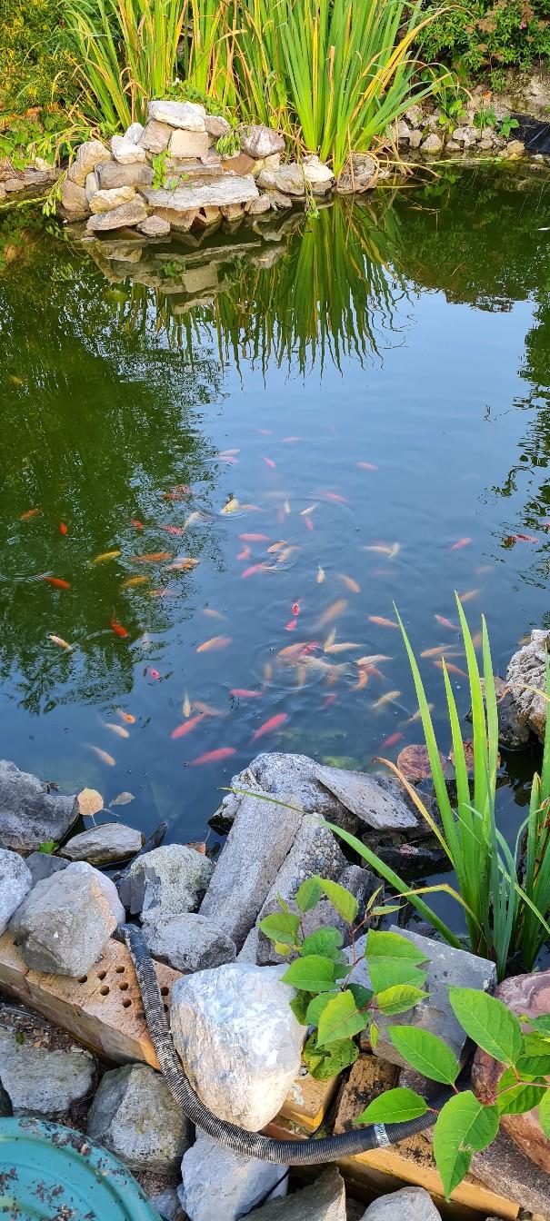 Teich Gartenteich Goldfische in 6751 Gemeinde Innerbraz für € 1,80 zum