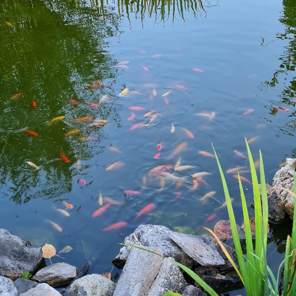 Teich Gartenteich Goldfische in 6751 Gemeinde Innerbraz für € 1,80 zum