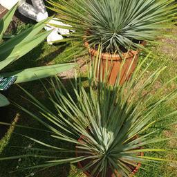 Palmlilie 80-100cm 2 Stück