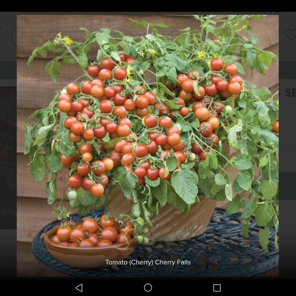 tomato plants in CV12 Bedworth for £3.00 for sale Shpock