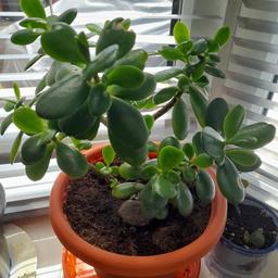 Money or Jade large plants. £12 each. no time wasters