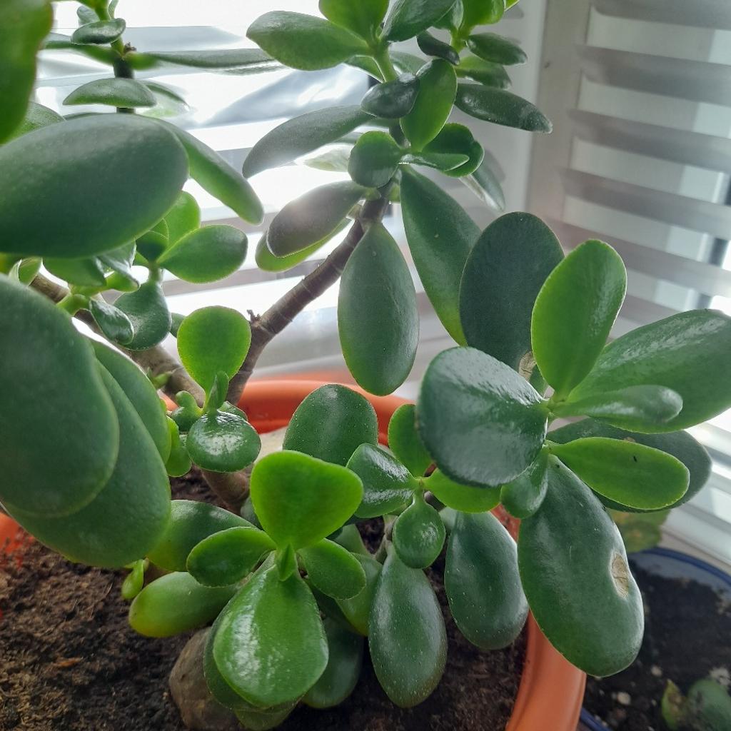 Money or Jade large plants. £12 each. no time wasters