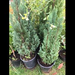 5ft Conifers. Well established trees in pots ready to transfer into garden if required.
Collection only.