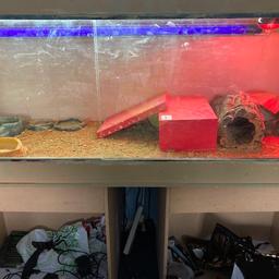 Everything included power supply and everything for the cage( included live animal will private message me for details as I can send pictures thanks) willing to negotiate. COLLECTION ONLY