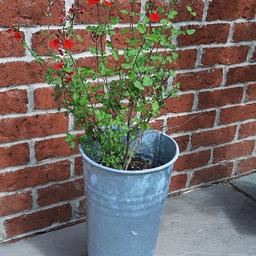 Outdoor plant, Hotlips, in a tin container. Container measures approx 40cm tall x 25cm diameter. Pick up only Astley M29