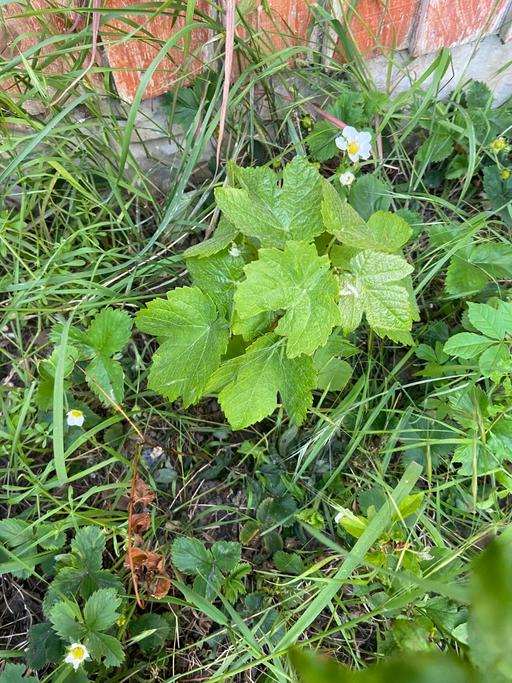 Buy & Sell Buckinghamshire Milton Keynes - Photos for Grape plant