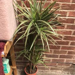 Very large dracena plant.this is variegated but has grown to big for me.collection only