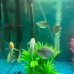 Aquarium mit Fische und Zubehör zu Verkaufen. 250 Liter. Mach Angebot