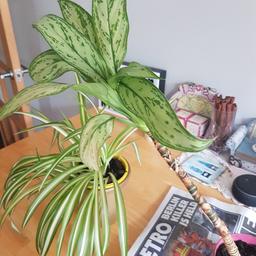 indoor house plant it does flower in summer think it is some sort of Lily the leaves are green and yellow collection from SM2