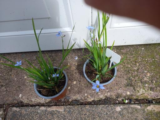 Buy & Sell West Midlands Birmingham - Photos for Sisyrinchium graminoides
