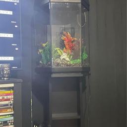 Aquael hexagon fish tank, matching stand, comes with brand new gravel, upgraded filter pump, heater, few plants and accessories (not the ones pictured) but still just as nice. Basically just add water and fish. all cleaned ready to go, Comes off stand for easy collection from s20,