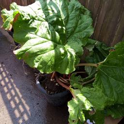 large rhubarb in pot just dug out buyer to collect