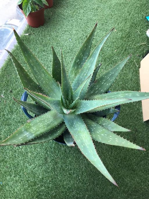 Buy & Sell East London Bromley by Bow - East London - Photos for X large alo vera plant (succulent plant )