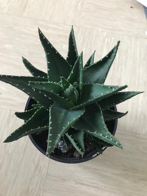 Buy & Sell East London Pudding Mill Lane - East London - Photos for dwarf alo vera plant in medium size succulent