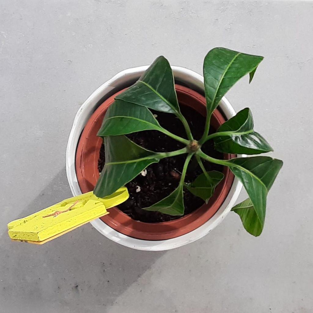 Mango Pflanze Baum Mangifera indica in 6410 Marktgemeinde Telfs für 8