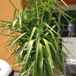 Yucca Palme 220 cm im Übertopf, schön gewachsen! Reduziert auf 400 €
