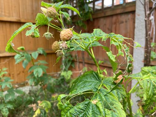 Buy & Sell Buckinghamshire Milton Keynes - Photos for Raspberry plants 3 feet fruiting